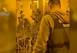 Interior de la vivienda con plantas de marihuana.