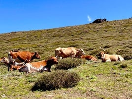 Un grupo de vacas descansa en los prados de Sierra Nevada