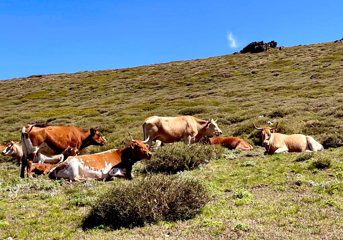 Un grupo de vacas descansa en los prados de Sierra Nevada