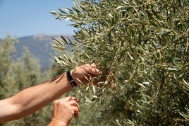 Aceituna en tamaño guisante en una finca de Íllora, que ya está cargada y con buenas perspectivas para la próxima campaña.