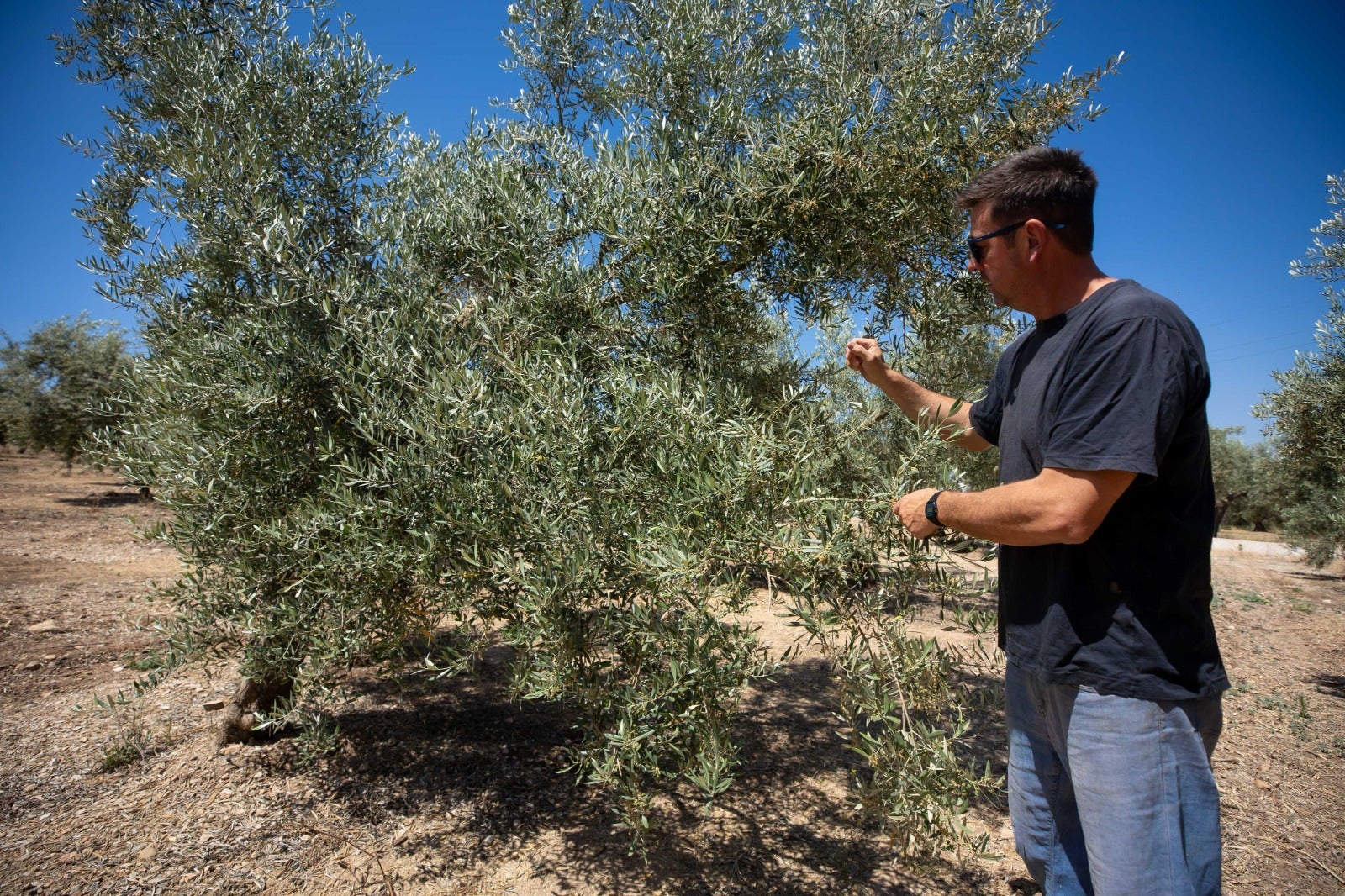 Cristóbal García, presidente de la Cooperativa de aceite de Íllora, muestra el cuaje en uno de los olivos, cargado ya de aceituna.