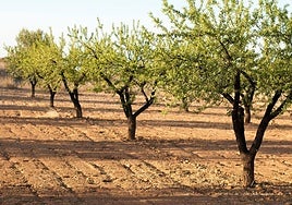 COAG denuncia que más de la mitad de agricultores almerienses en conversión a ecológico se quedan fuera de las ayudas de la Junta