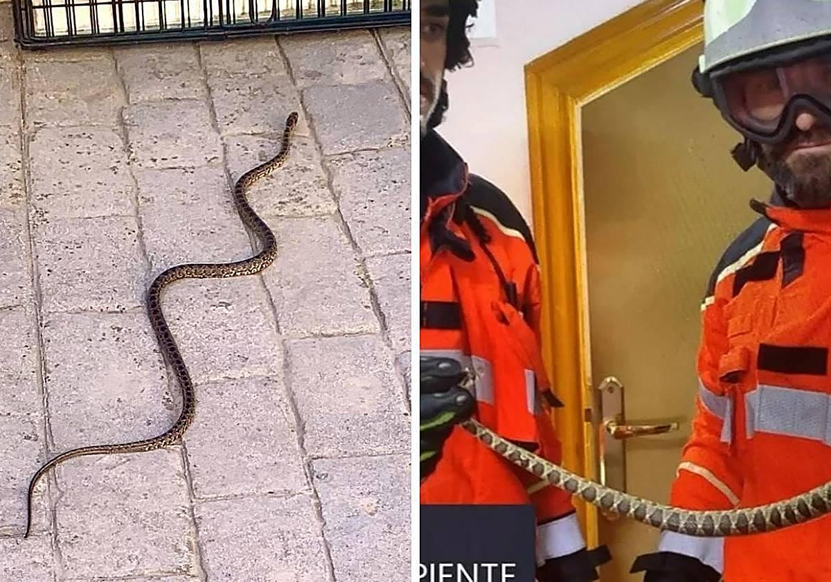 A la izquierda, ejemplar encontrado en Ogíjares; a la derecha, la de Guadix.