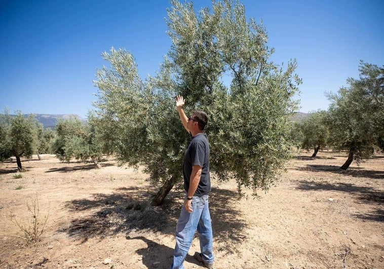 El presidente de la cooperativa de aceite de Íllora observa la buena evolución de los olivos.