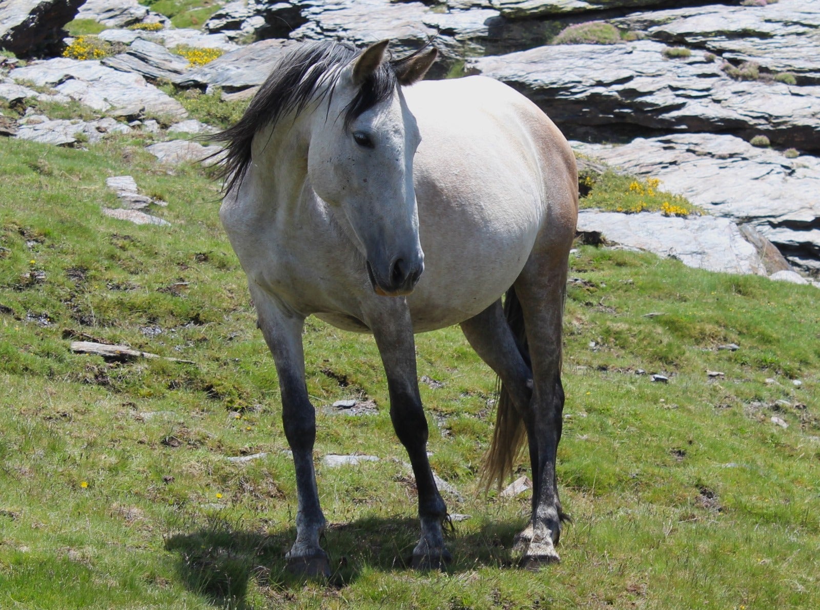 Las imágenes de los caballos en Sierra Nevada del último videoclip de Dellafuente