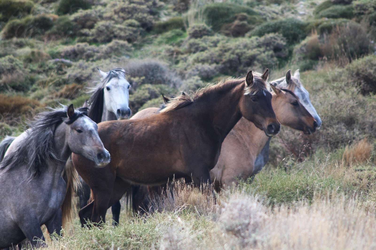 Las imágenes de los caballos en Sierra Nevada del último videoclip de Dellafuente