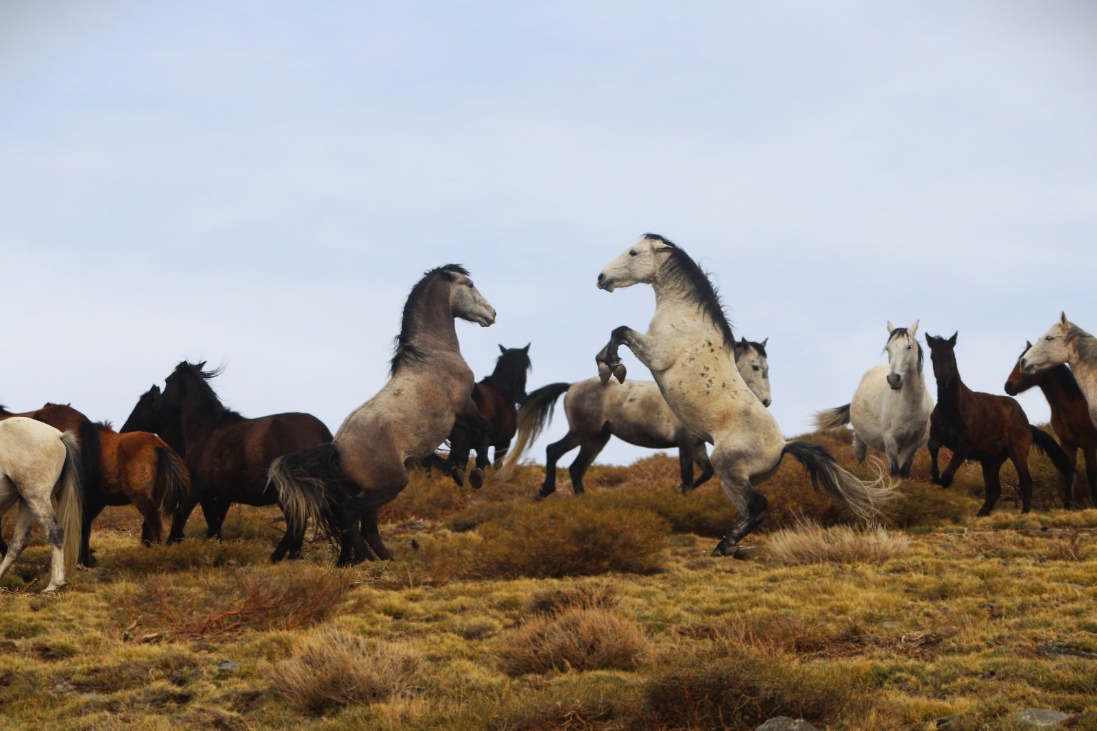 Las imágenes de los caballos en Sierra Nevada del último videoclip de Dellafuente