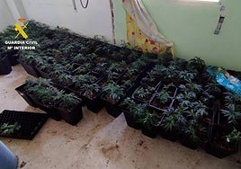 Plantas interceptadas por los agentes.