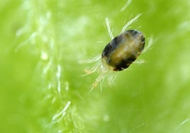Kimitec registra su primer acaricida natural pero no es en Europa