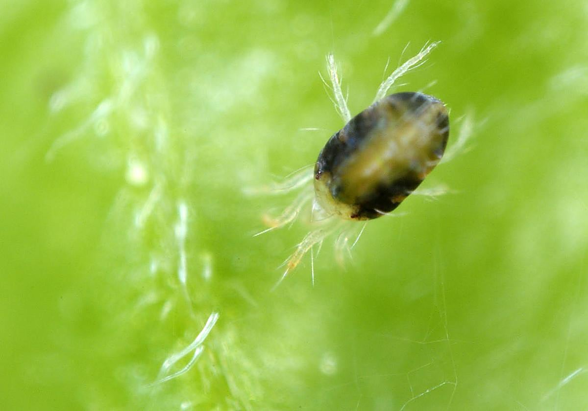 Kimitec registra su primer acaricida natural pero no es en Europa