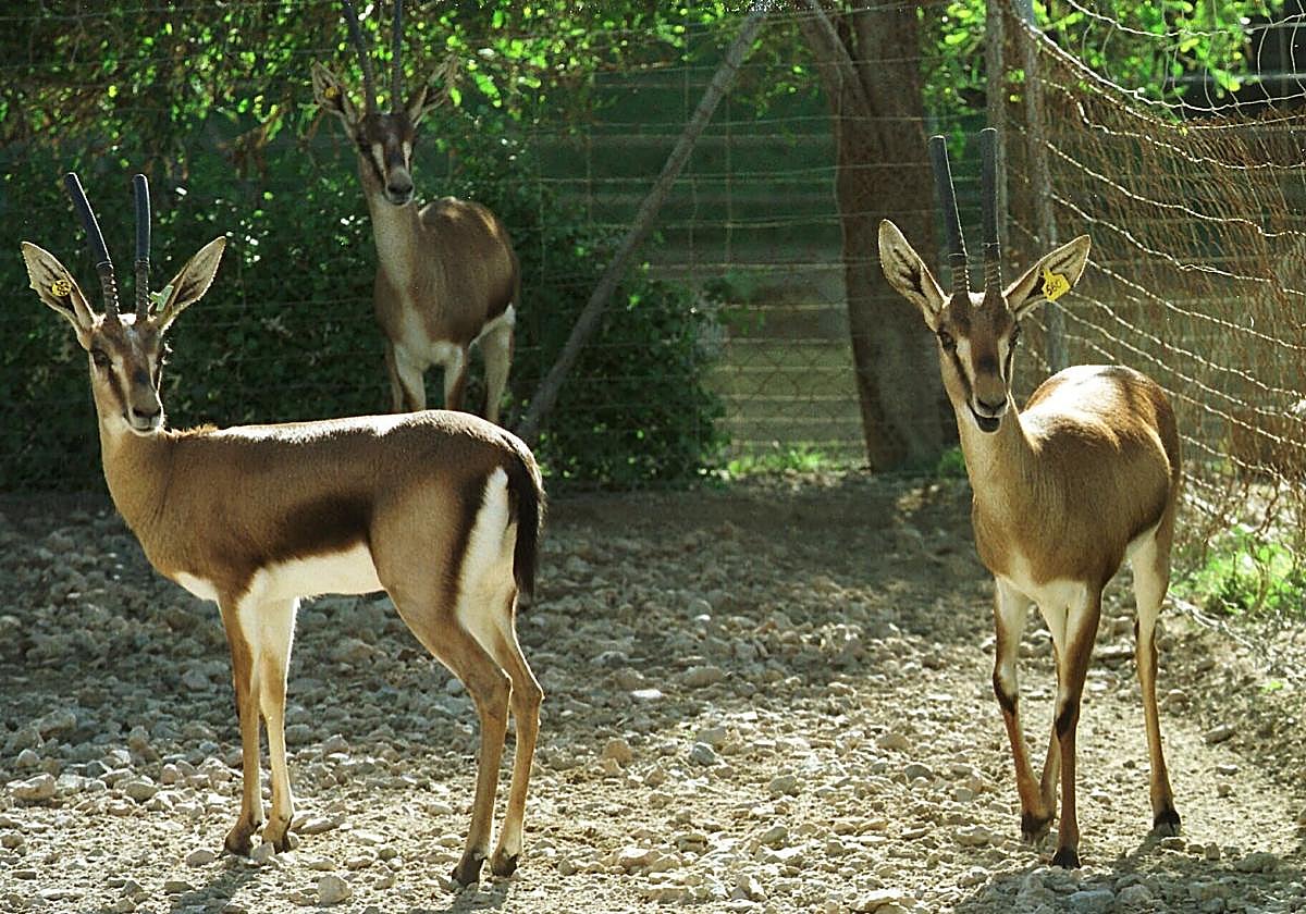 La EEZA ve «incompatibles» los conciertos en La Hoya con el «bienestar» de sus 400 gacelas y arruís