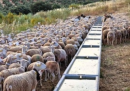Ganado trashumante bebiendo agua en los abrevaderos de Navas.