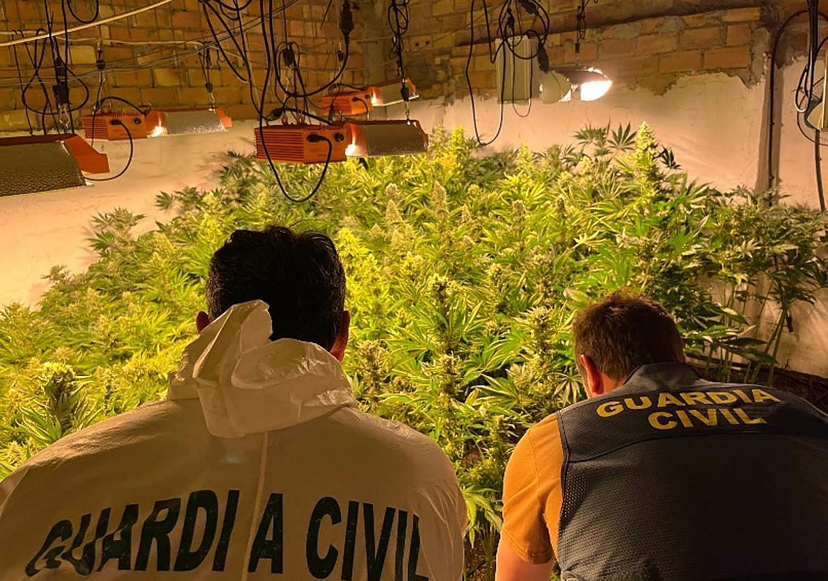 La Guardia Civil desarticula tres centros de producción de marihuana en Loja y se incauta de 982 plantas