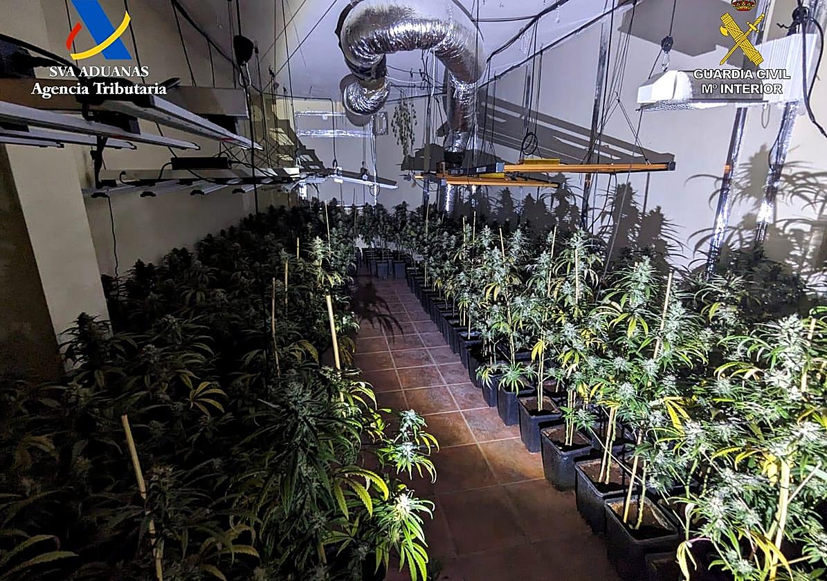 Plantas incautadas en Otura.