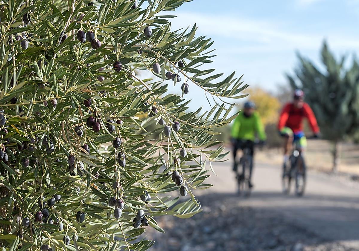 Vía Verde del Aceite