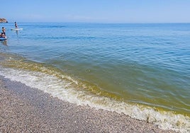 Detectan el alga tóxica Ostreopsis en la Costa de Granada