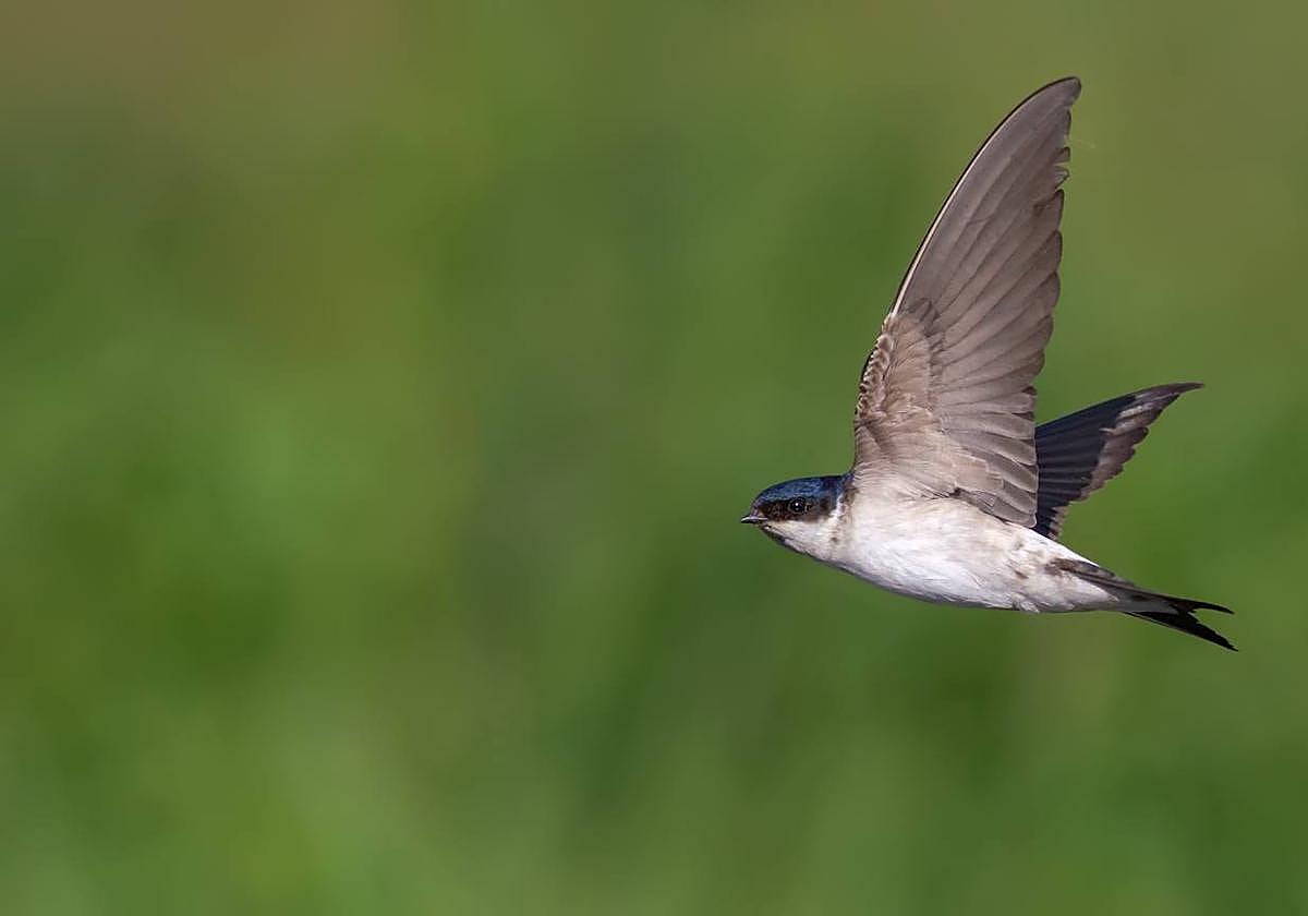 Ejemplar de avión común occidental.