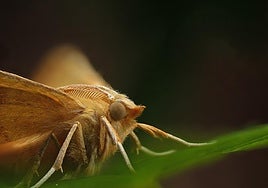 Las polillas gigantes llegan a Andalucía: peligros y cómo evitarlas.