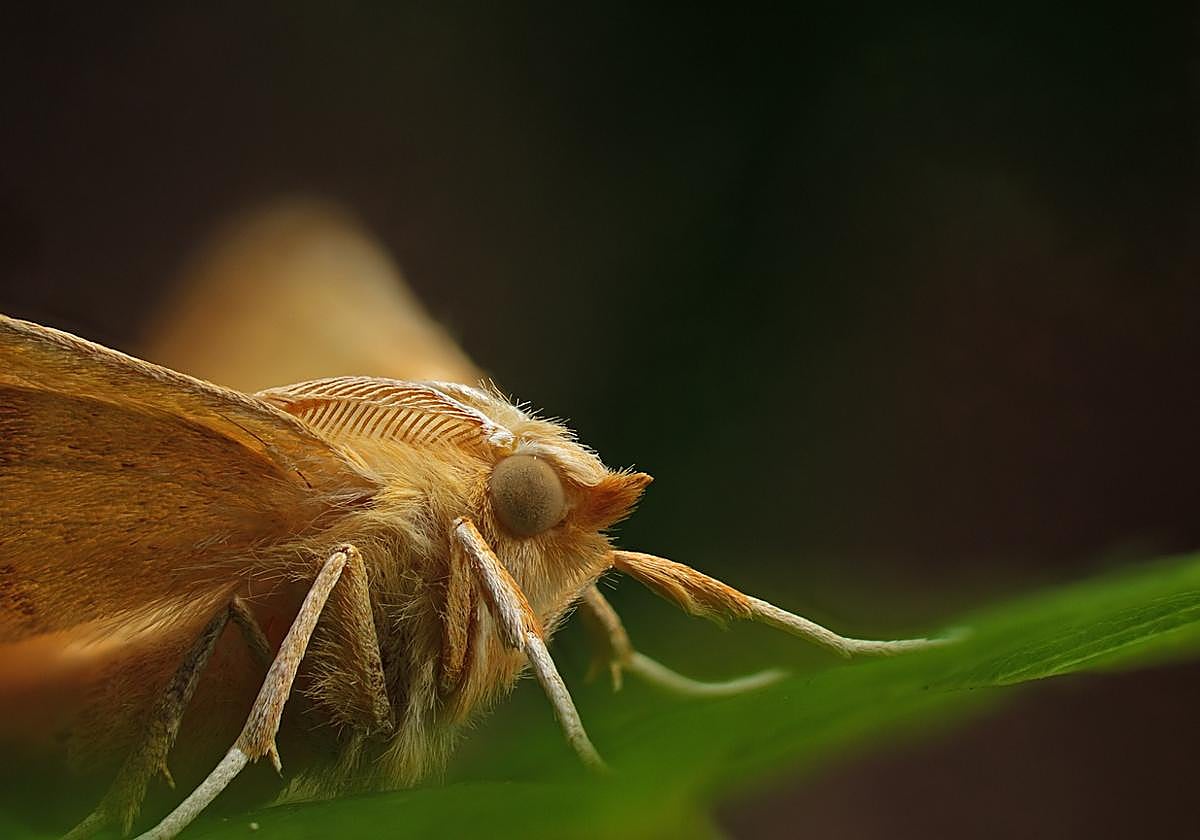 Las polillas gigantes llegan a Andalucía: peligros y cómo evitarlas.