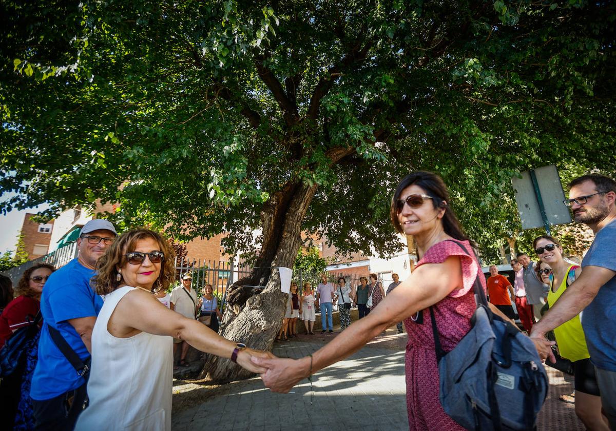 Imagen principal - Los vecinos del barrio de la Cruz se han unido para proteger a su morera centenaria.