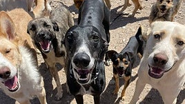 Perros de La Huella Roja.