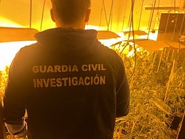 Una de las plantaciones de marihuana descubiertas.