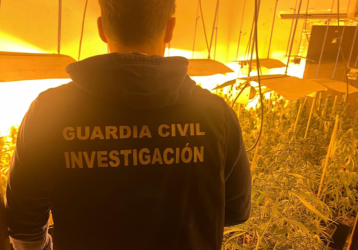 Una de las plantaciones de marihuana descubiertas.