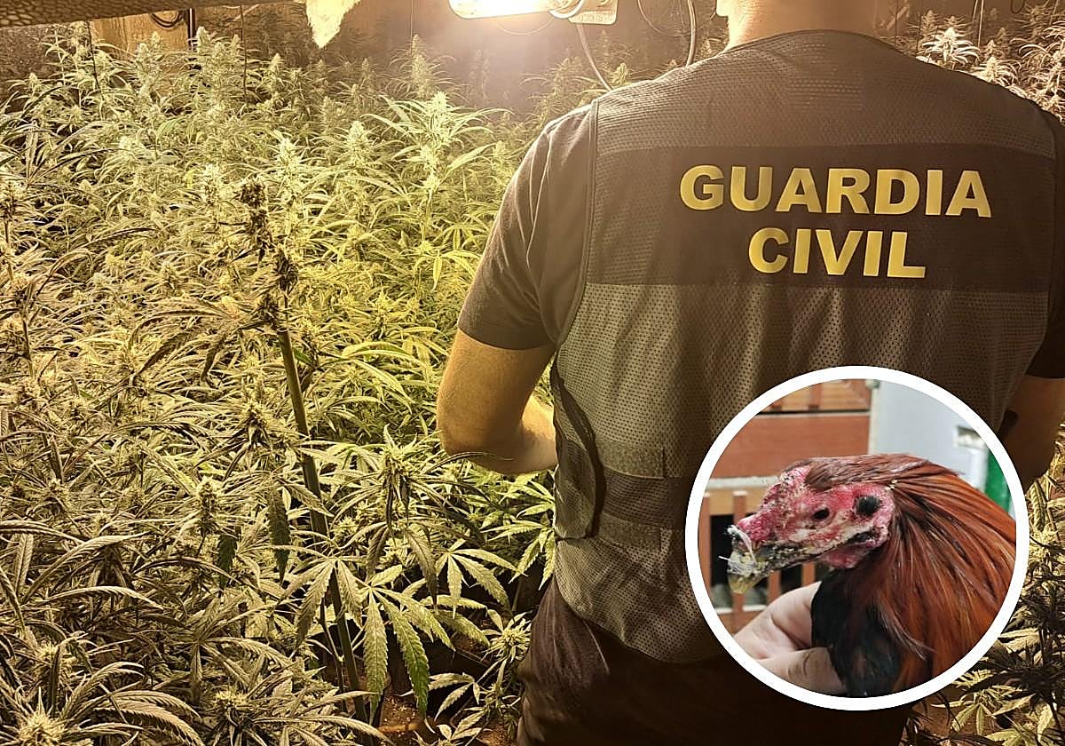 Macrooperación contra la maría en Atarfe.