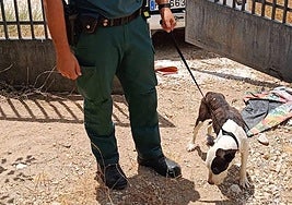 Investigado por el deplorable estado de sus tres perros