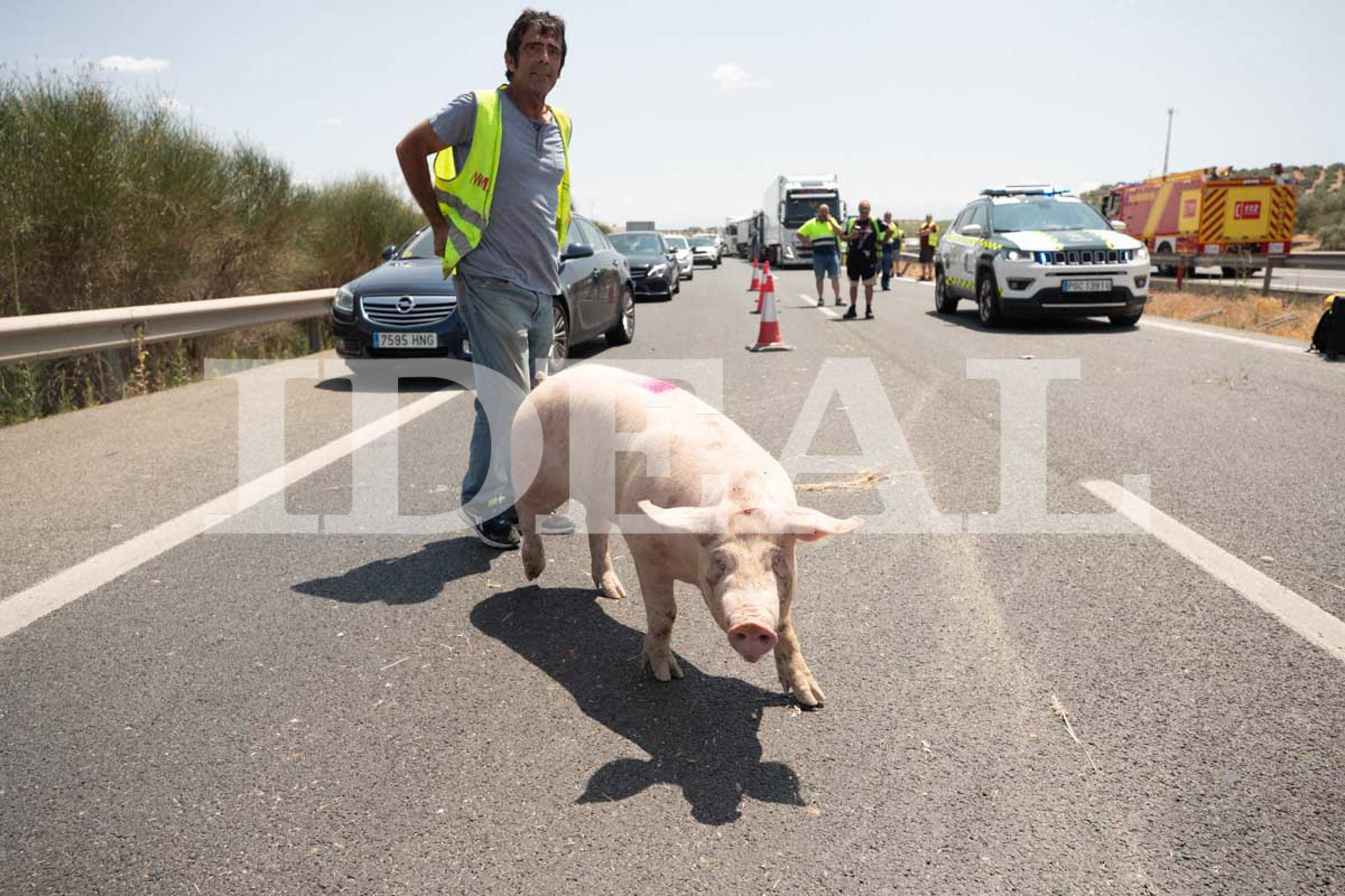 Las imágenes de los cerdos sueltos en la A-92 en Granada