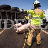 Las imágenes de los cerdos sueltos en la A-92 en Granada