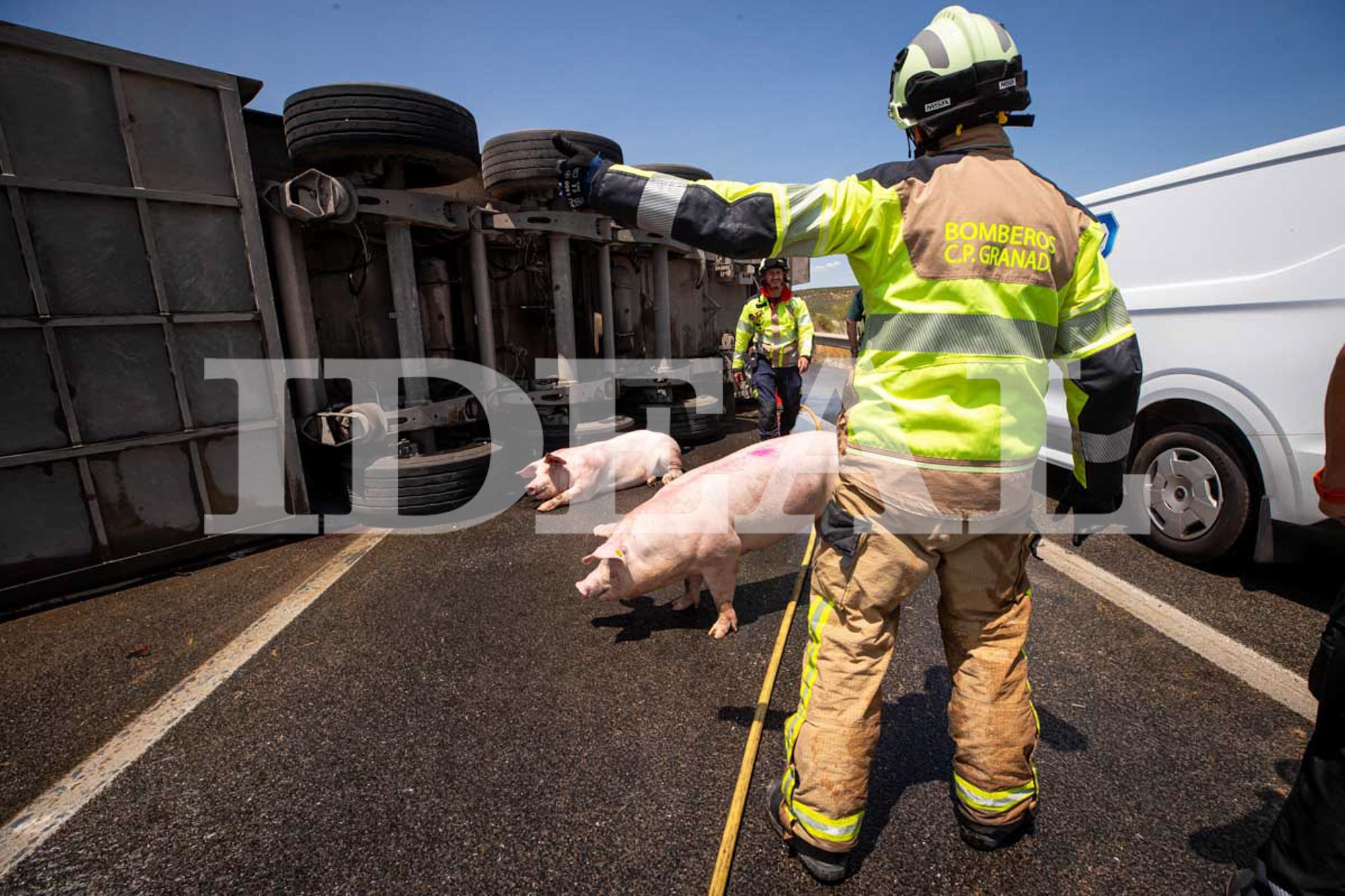 Las imágenes de los cerdos sueltos en la A-92 en Granada