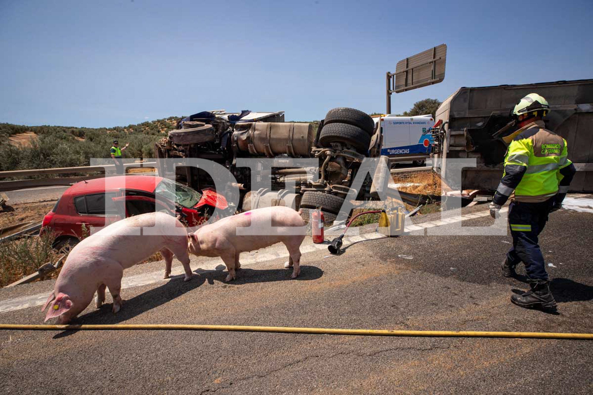 Las imágenes de los cerdos sueltos en la A-92 en Granada