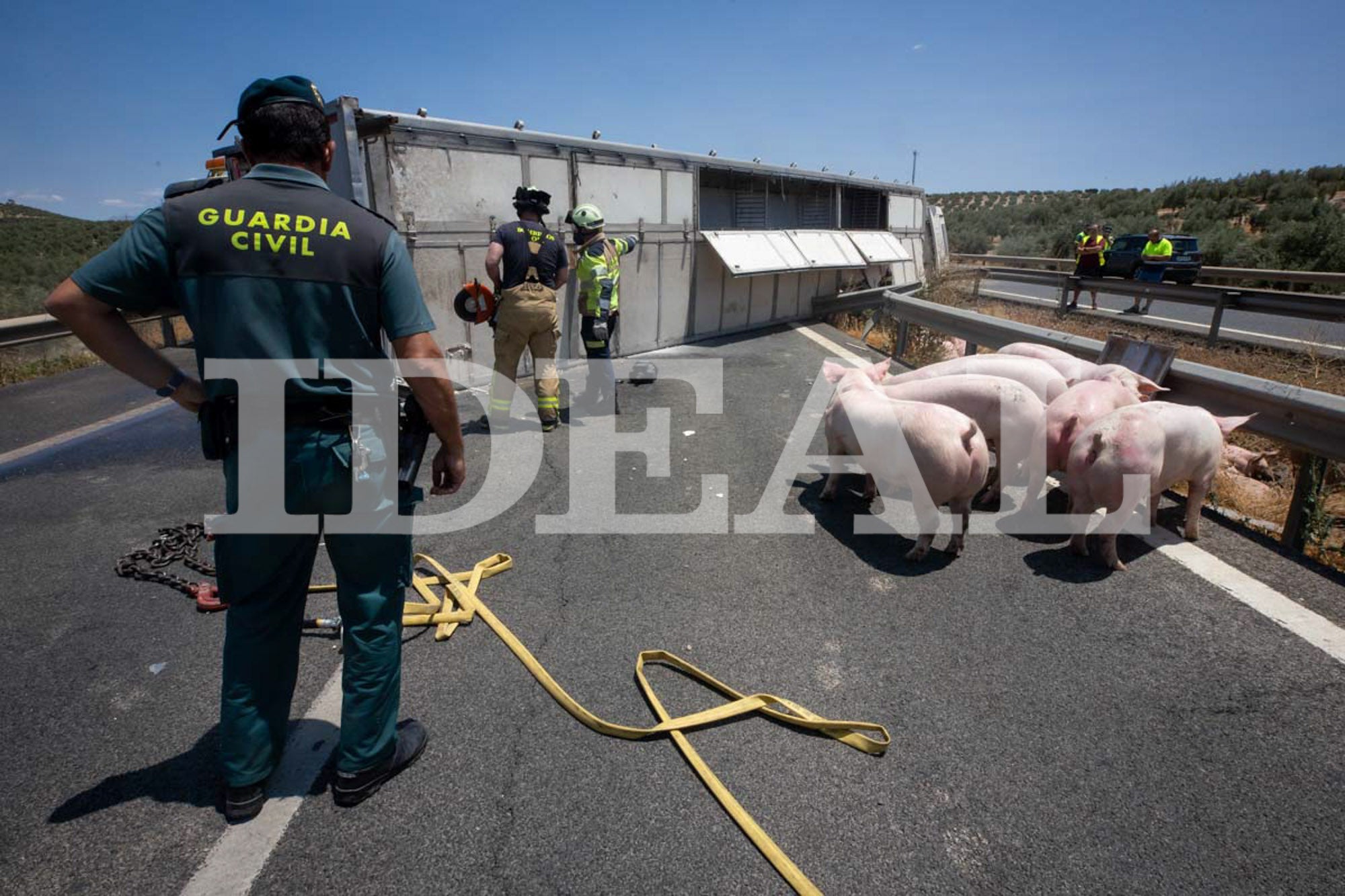 Las imágenes de los cerdos sueltos en la A-92 en Granada