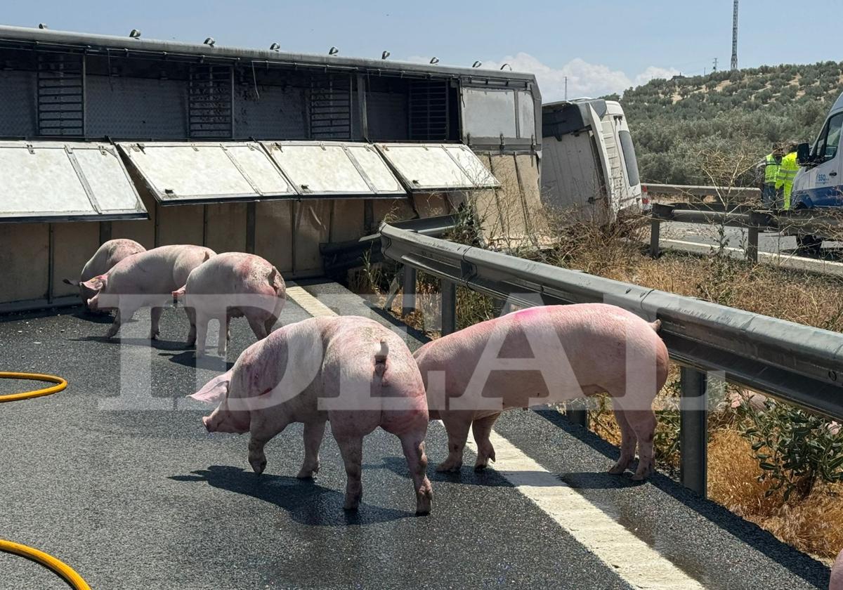 Cerdos sueltos por la A-92 tras volcar un camión en la autovía