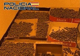Marihauana hallada en el interior de una vivienda en la Chana