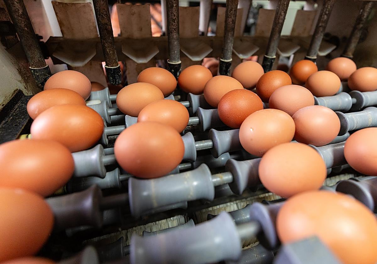 El aviso de la OCU tras analizar 30 marcas de huevos
