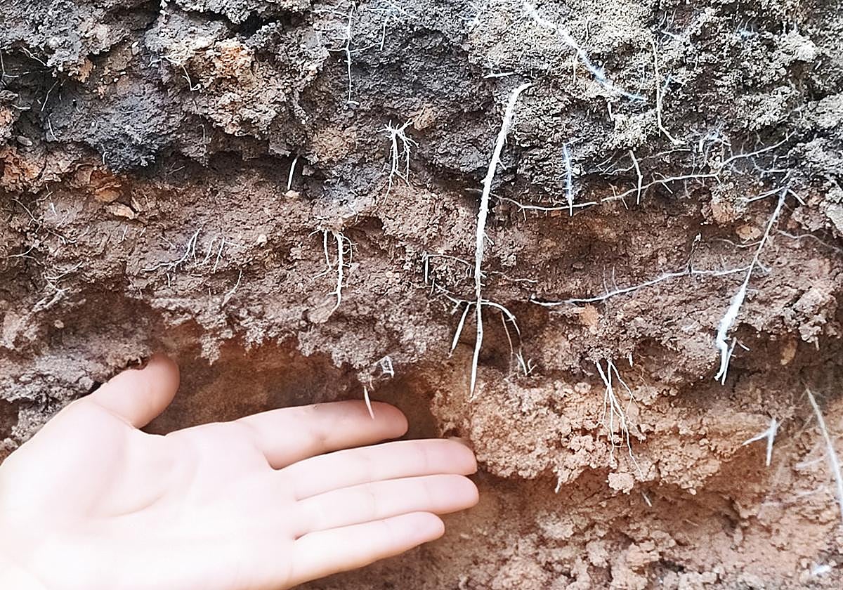 Vellsam logra una mayor longitud radicular en calabacín con un nuevo ensayo