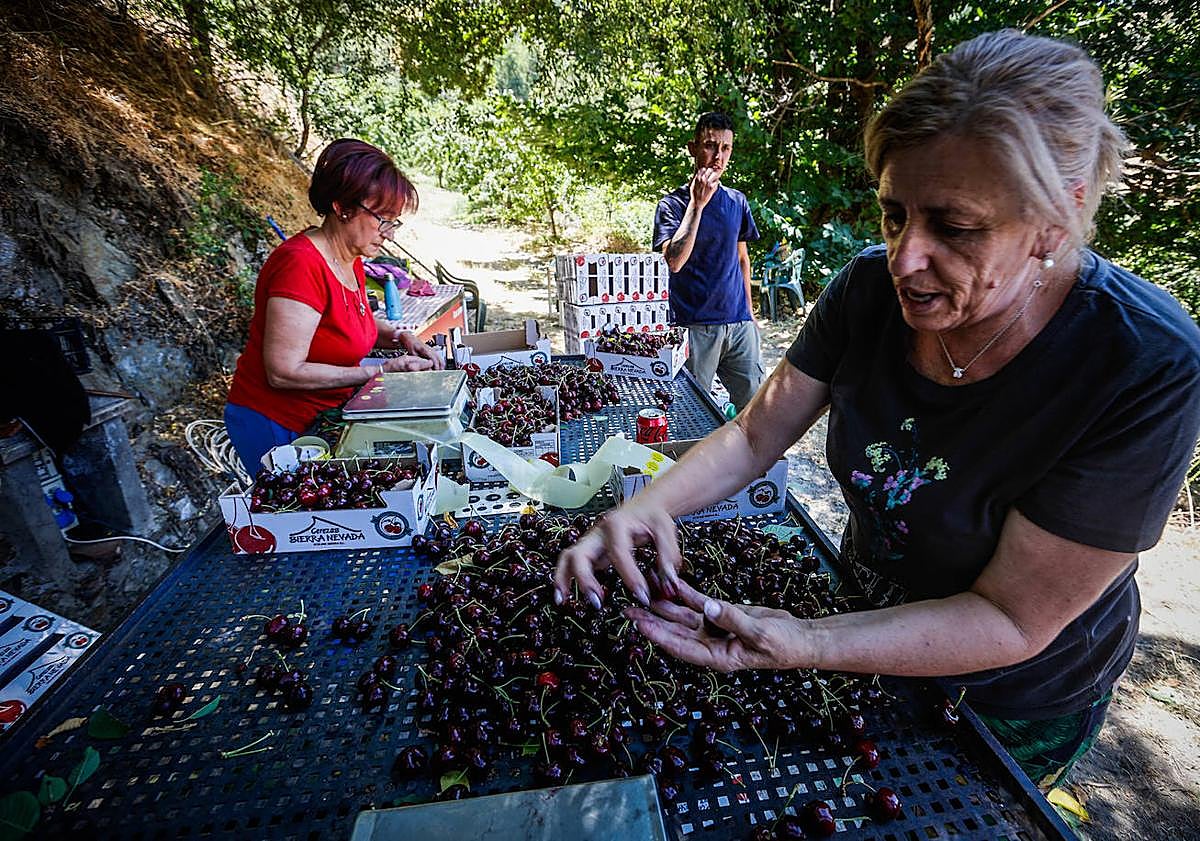 Imagen principal - Clasificación de las cerezas. 