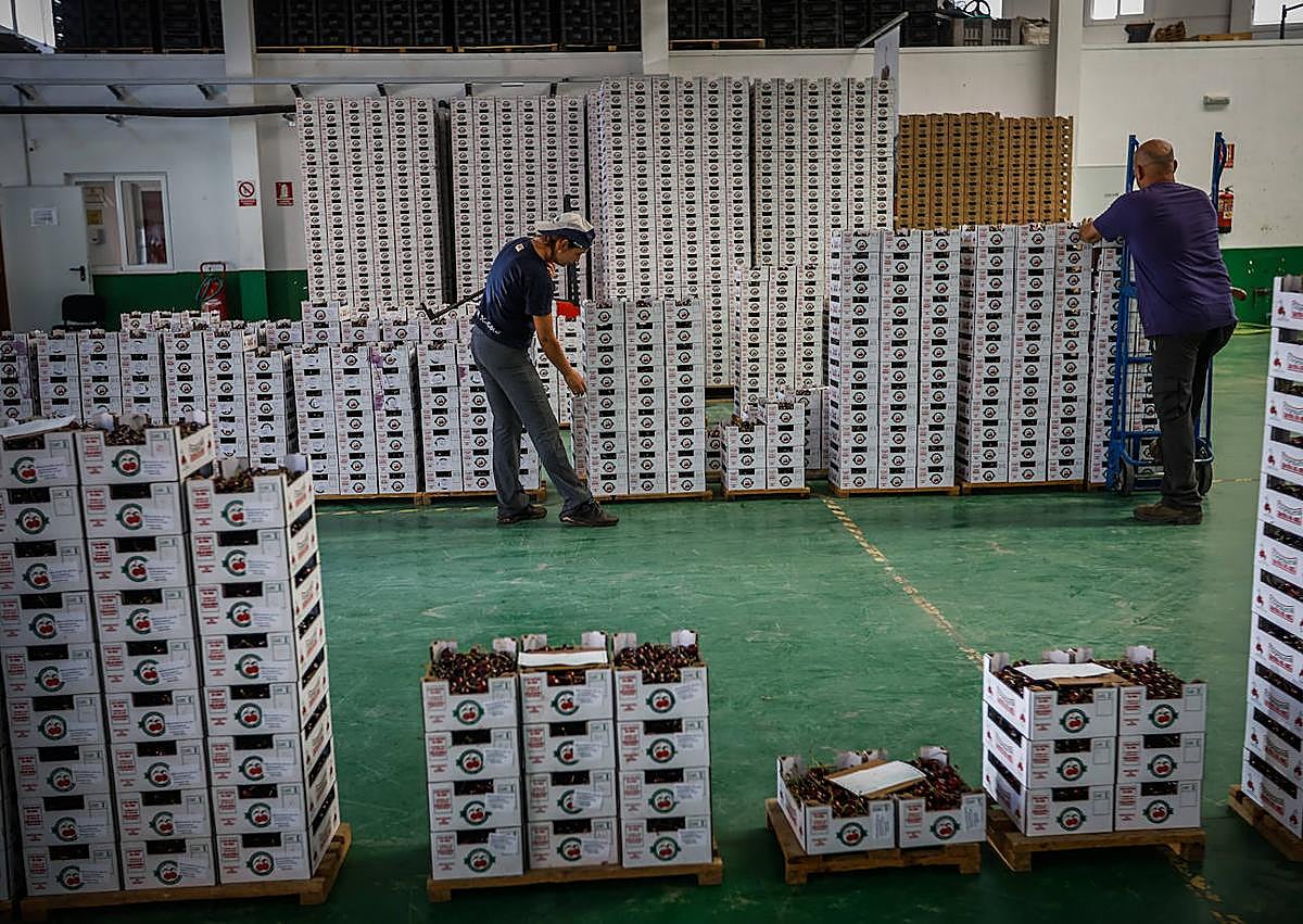 Imagen secundaria 1 - La cooperativa recibe entre 10.000 y 12.000 kilos. 