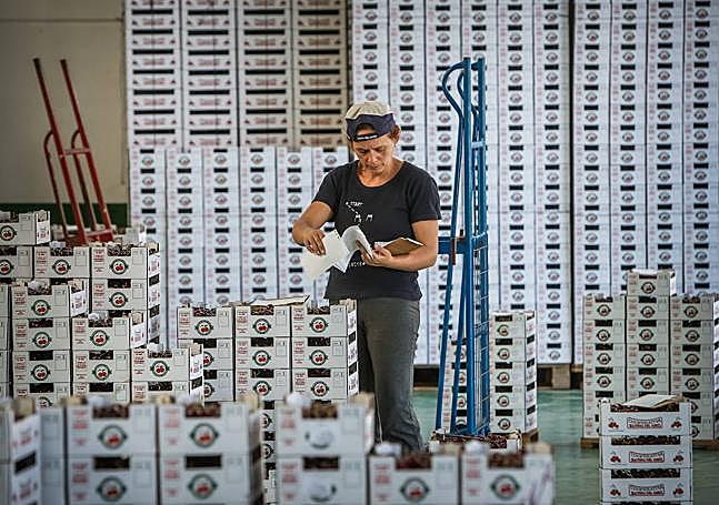 Recepción del fruto.