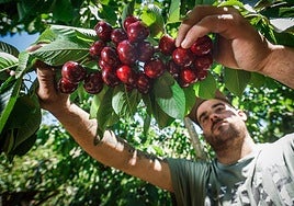 José San Miguel, jornalero, recoge cerezas en el Cortijo de los Urbanos.