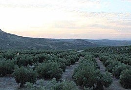 También han mantenido contacto con el presidente andaluz, Juanma Moreno.