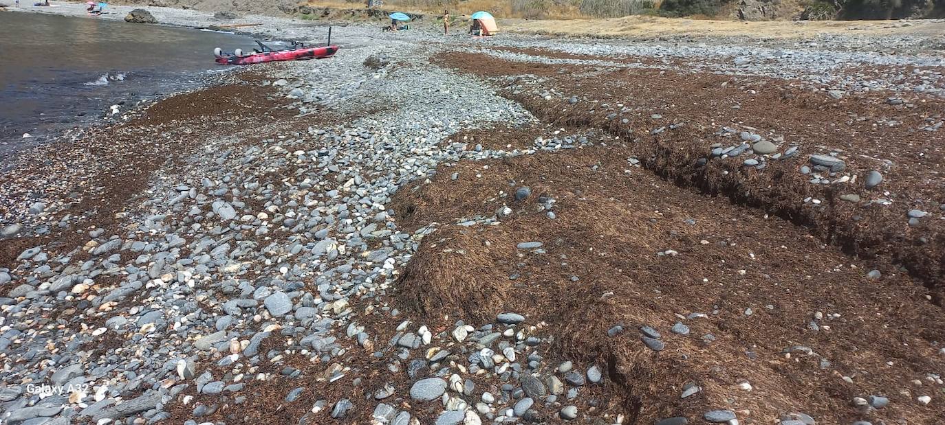 Imagen principal - Barcos y horas extra en limpieza para eliminar el alga asiática de las playas de Granada