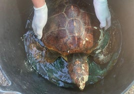 La tortuga fue rescatada con una aleta en estado de necrosis.