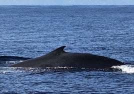 Ballenas avistadas frente a Motril el 2 de julio