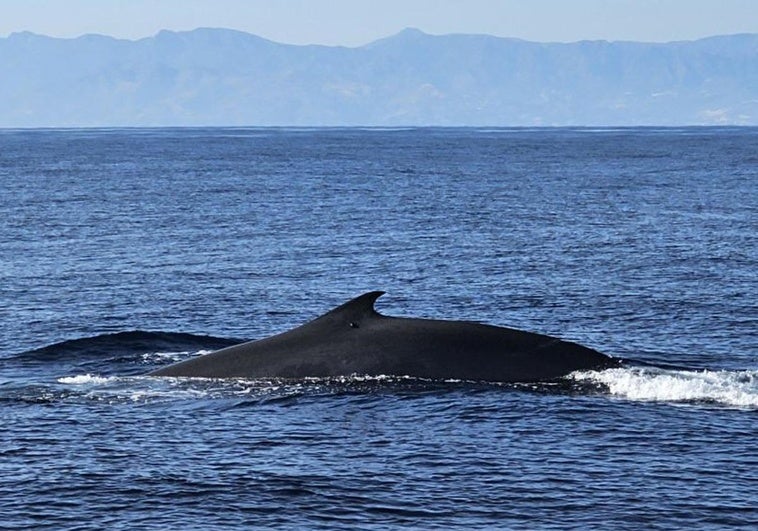 Ballenas avistadas frente a Motril el 2 de julio