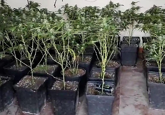 Alrededor de 2.500 plantas intervenidas en una finca de Pechina.