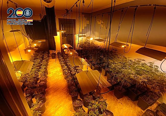 Plantación intervenida en la operación 'Zoco'