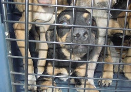 PACMA denuncia la «falta de compromiso» del municipio de Níjar contra el maltrato animal